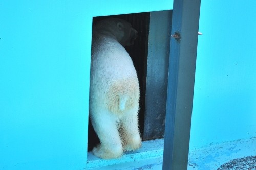 ４月３０日～おびひろ動物園・イコロ＆アイラ～９時台から１１時まで