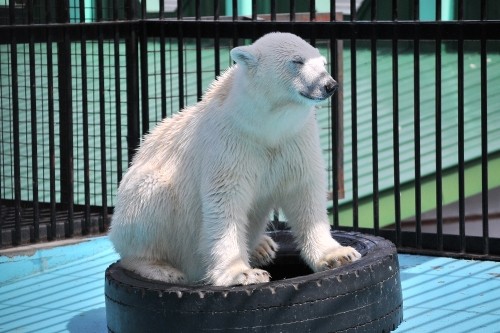 ４月３０日～おびひろ動物園・イコロ＆アイラ～１２時台から１４時台