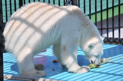 ４月３０日～おびひろ動物園・イコロ＆アイラ～１５時まで