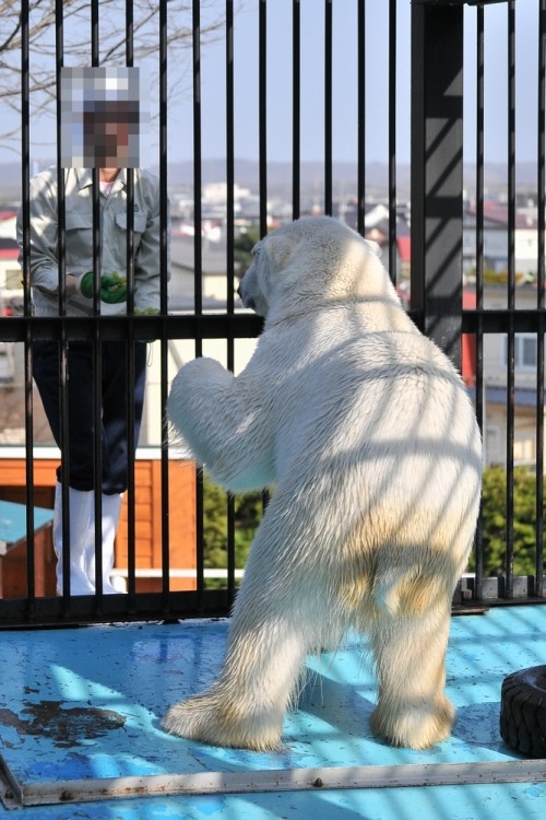 ４月３０日～おびひろ動物園・イコロ＆アイラ～１５時半から閉園まで