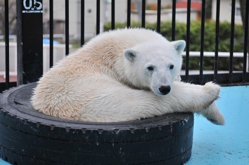 ４月２９日～おびひろ動物園・イコロ＆アイラ～開園から１０時まで