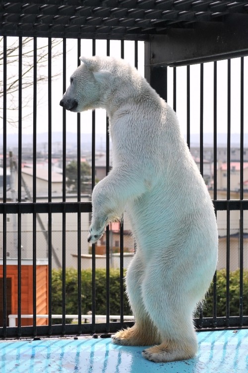 ４月２９日～おびひろ動物園・イコロ＆アイラ～１０時から１１時台