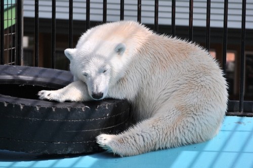 ４月２９日～おびひろ動物園・イコロ＆アイラ～１２時台から１４時台