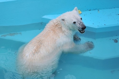 ４月２９日～おびひろ動物園・イコロ＆アイラ～１４時台から１５時台