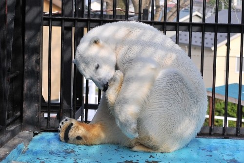 ４月２９日～おびひろ動物園・イコロ＆アイラ～１５時台から閉園まで