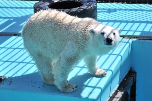 ４月２８日～おびひろ動物園・イコロ＆アイラ～１０時台