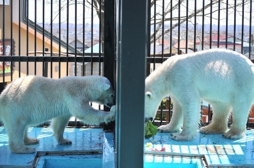 ４月２８日～おびひろ動物園・イコロ＆アイラ～１０時台から１１時台