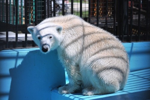 ４月２８日～おびひろ動物園・イコロ＆アイラ～１１時台から１３時台