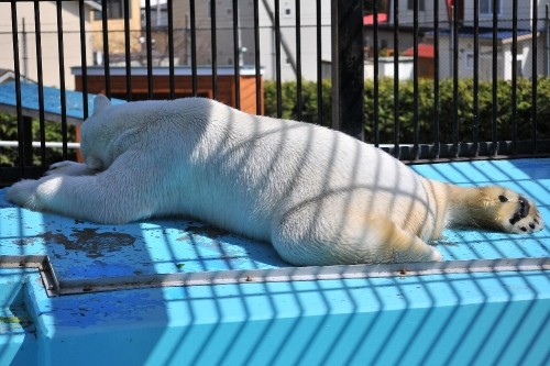 ４月２８日～おびひろ動物園・イコロ＆アイラ～１３時台から１４時台