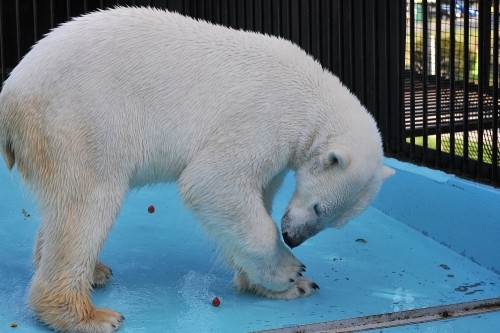 ４月２８日～おびひろ動物園・イコロ＆アイラ～１４時台から１５時台