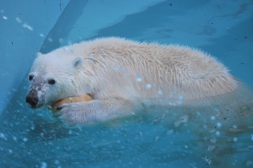 ４月２８日～おびひろ動物園・イコロ＆アイラ～１５時台から閉園まで