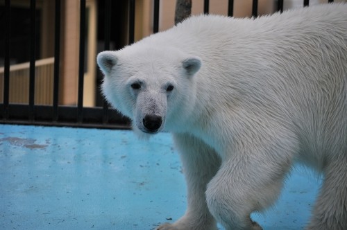 ６月２日～おびひろ動物園・イコロ＆アイラ～９時台から１１時台