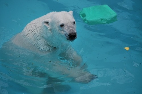 ６月２日～おびひろ動物園・イコロ＆アイラ～１１時台続き