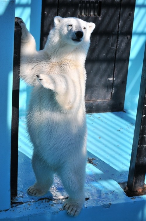 ６月２日～おびひろ動物園・イコロ＆アイラ～１５時台から１６時台