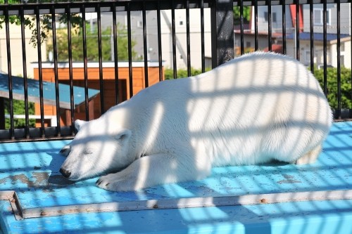 ６月２日～おびひろ動物園・イコロ＆アイラ～１６時台から閉園まで