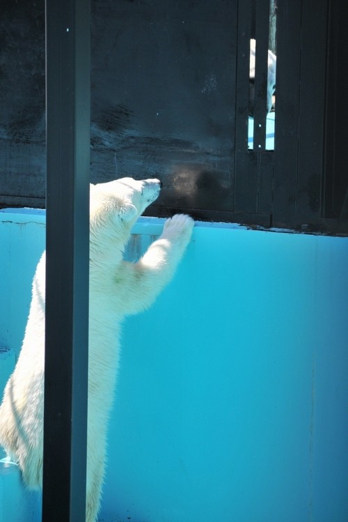 ７月１７日～おびひろ動物園・イコロ＆アイラ～開園から１０時台