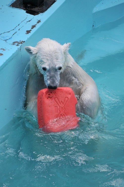 ７月１７日～おびひろ動物園・イコロ＆アイラ～１１時から１２時過ぎ