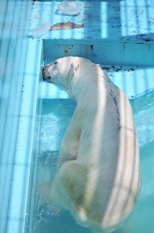 ７月１７日～おびひろ動物園・イコロ＆アイラ～１１：４５から１２：３５