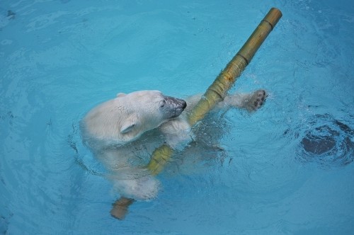 ７月２１日～おびひろ動物園・イコロ＆アイラ～１０時台から１１時台