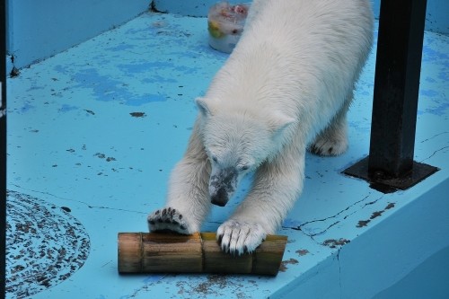 ７月２１日～おびひろ動物園・イコロ＆アイラ～１１時台から１２時台