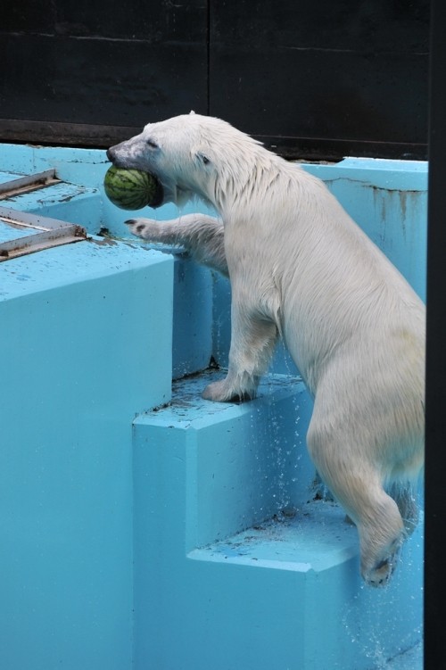 ７月２１日～おびひろ動物園・イコロ＆アイラ～１４時から１５時台