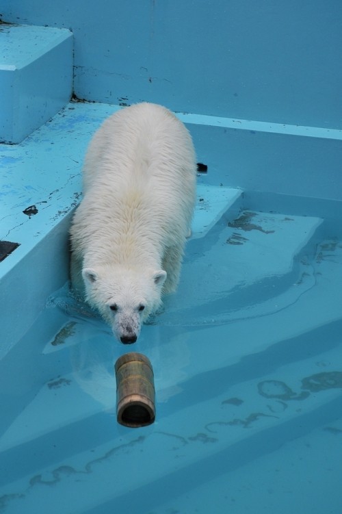 ７月２１日～おびひろ動物園・イコロ＆アイラ～１５時台から閉園まで