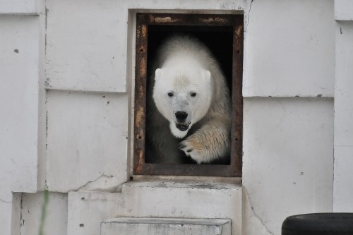 ７月２８日～昨日（夜の動物園）のララ