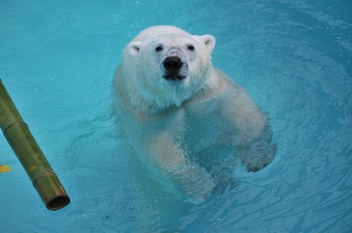 ７月２２日～おびひろ動物園・イコロ＆アイラ～開園から１０時台