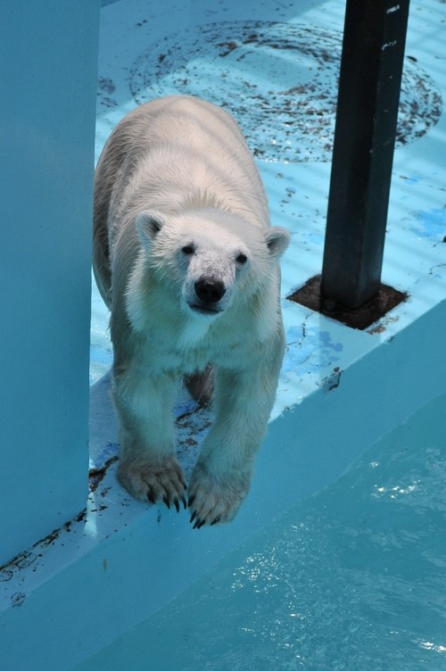 ７月２２日～おびひろ動物園・イコロ＆アイラ～１０時台から１１時台