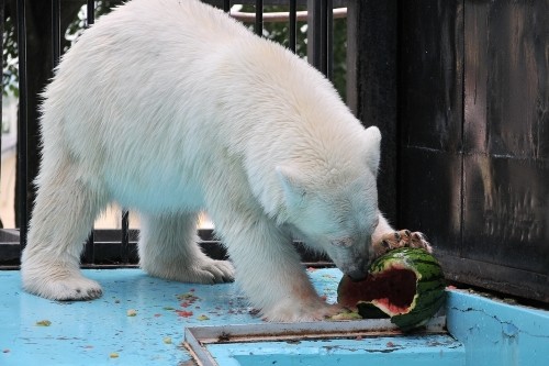 ７月２２日～おびひろ動物園・イコロ＆アイラ～１１時台から１２時台