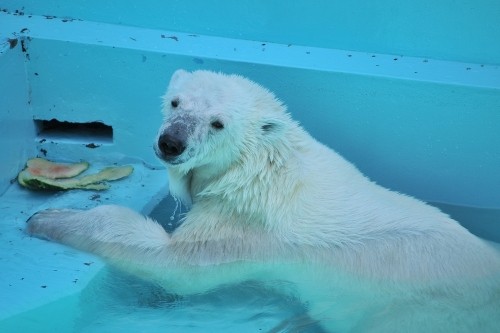 ７月２２日～おびひろ動物園・イコロ＆アイラ～１２時台から１４時台