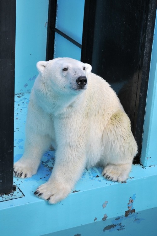 ７月２２日～おびひろ動物園・イコロ＆アイラ～１５時台