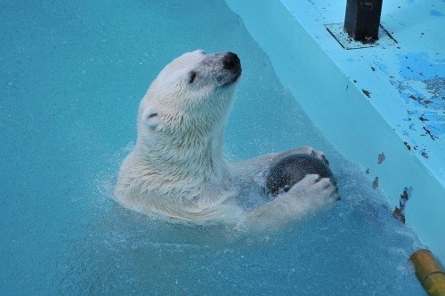 ７月２２日～おびひろ動物園・イコロ＆アイラ～１５時台から閉園まで