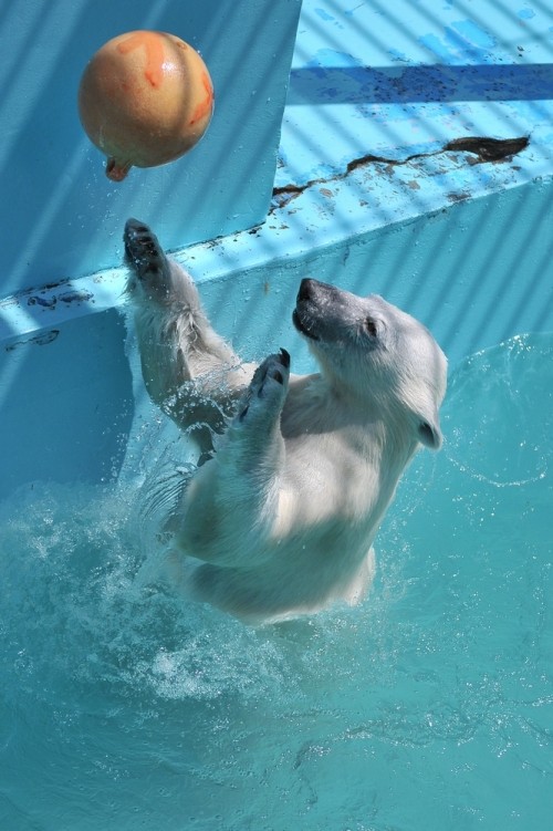 ７月１７日～おびひろ動物園・イコロ＆アイラ～１２時台から１４時台