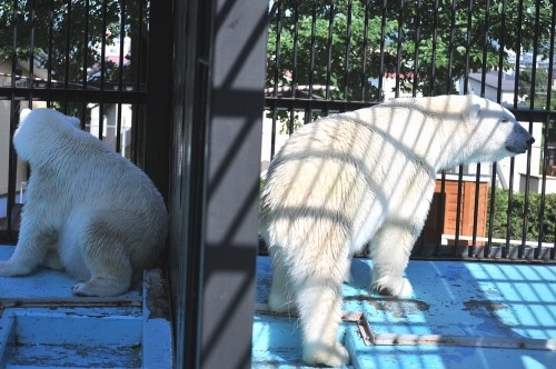 ７月１７日～おびひろ動物園・イコロ＆アイラ～１５時から閉園後まで