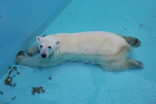 ７月１６日～おびひろ動物園・イコロ＆アイラ～開園から１０時半まで