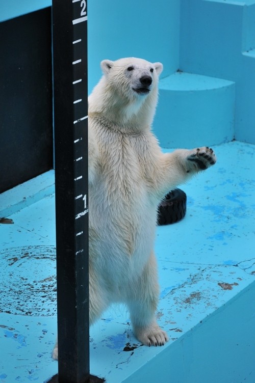 ７月１６日～おびひろ動物園・イコロ＆アイラ～１０時半から１１時台