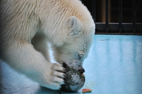 ７月１６日～おびひろ動物園・イコロ＆アイラ～１１時台から１３時台