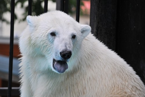 ７月１６日～おびひろ動物園・イコロ＆アイラ～１４時台から１６時まで