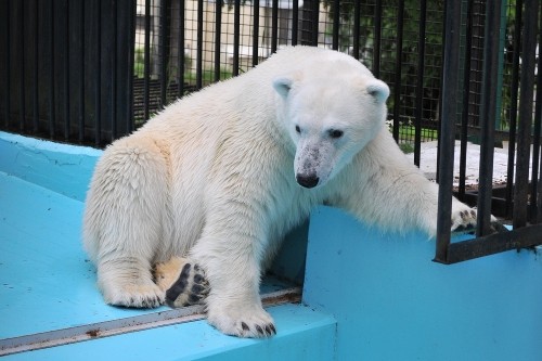 ７月１６日～おびひろ動物園・イコロ＆アイラ～１６時から閉園まで