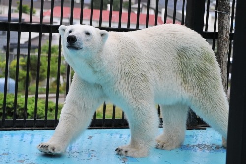 ７月１５日～おびひろ動物園・イコロ＆アイラ～開園から１０時台