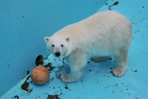 ７月１５日～おびひろ動物園・イコロ＆アイラ～１０時台から１２時台