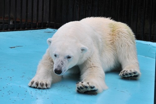 ７月１５日～おびひろ動物園・イコロ＆アイラ～１２時台から１４時台