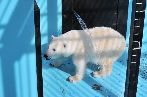 ７月１５日～おびひろ動物園・イコロ＆アイラ～１５時台