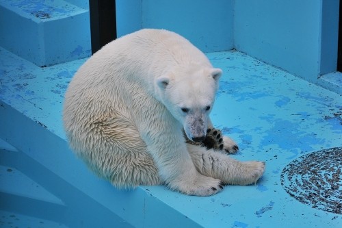 ７月１５日～おびひろ動物園・イコロ＆アイラ～１６時から閉園まで