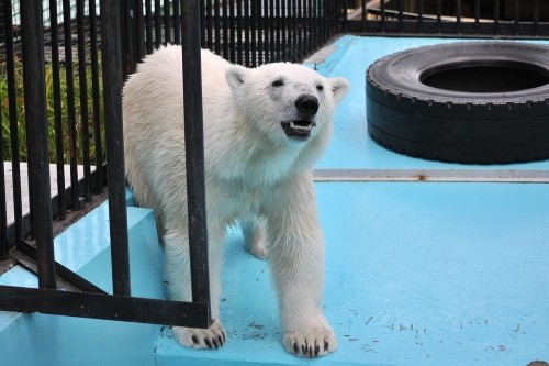 ７月１４日～おびひろ動物園・イコロ＆アイラ～１１時台