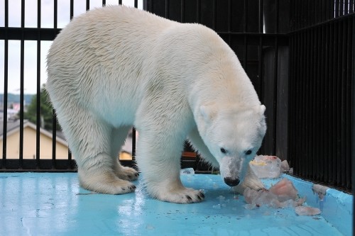 ７月１４日～おびひろ動物園・イコロ＆アイラ～１２時から１３時台