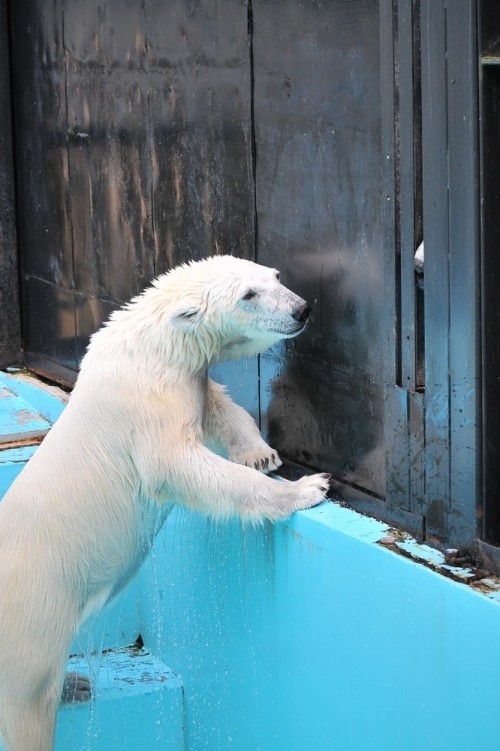 ７月１４日～おびひろ動物園・イコロ＆アイラ～１３時台から１５時台