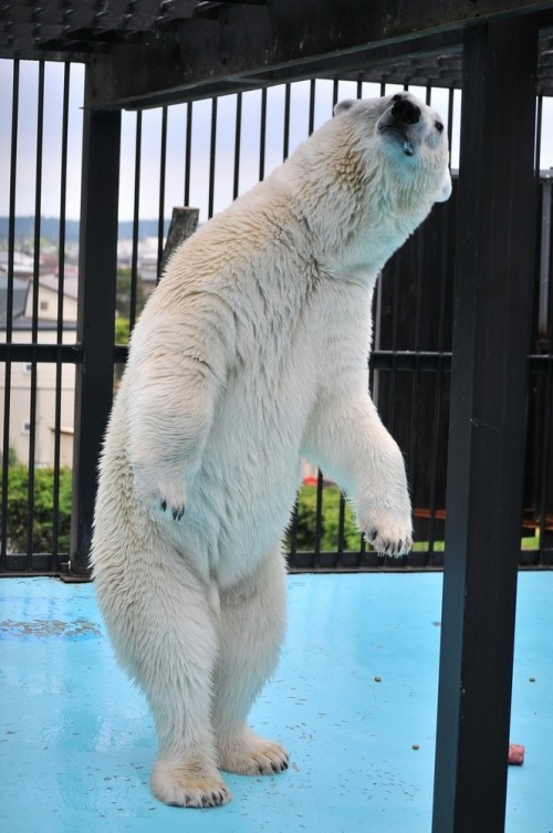 ７月１４日～おびひろ動物園・イコロ＆アイラ～１５時台から閉園まで