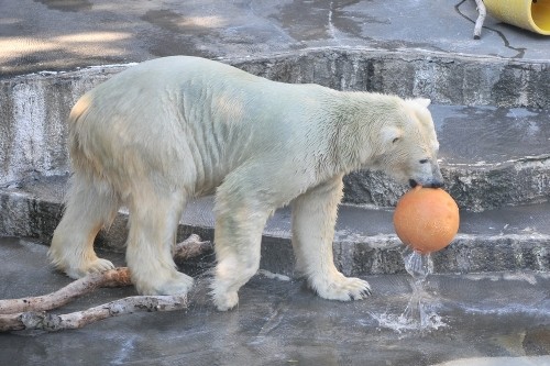 ８月２５日～浜松市動物園・キロル～１５時台から１９時台